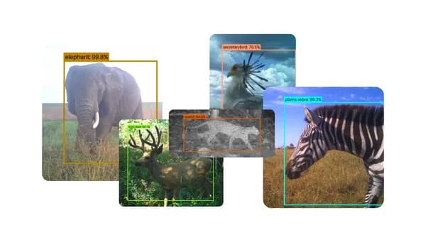SpeciesNet: Driving Wildlife Conservation Through AI Innovation